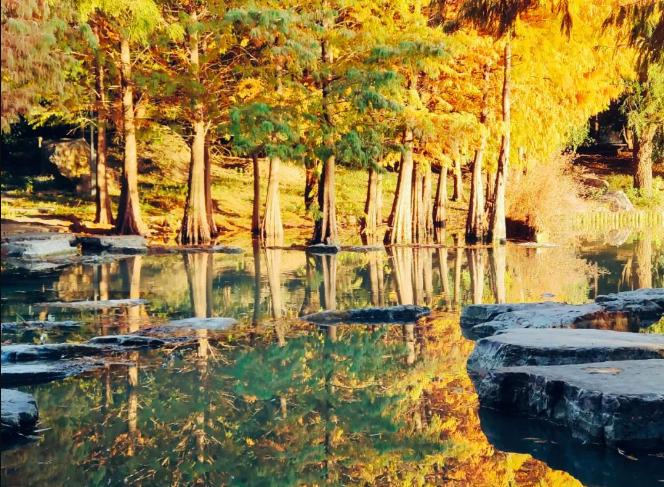 五里湖湿地公园：“枫”景相拥，愈发多彩