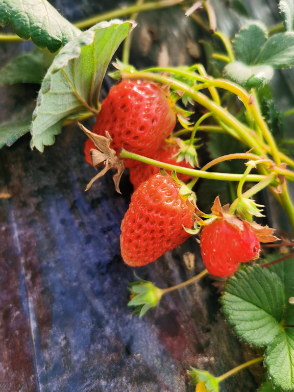 草莓丰收3.png