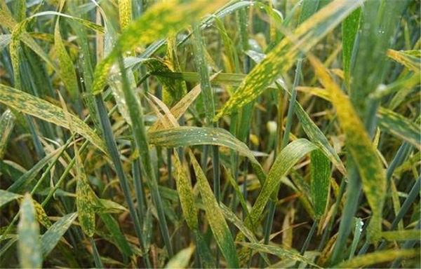 小麦拔节期病害图片图片